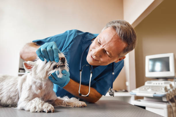 Best Emergency Dental Care for Broken or Chipped Teeth in Santa Anna, TX